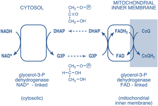 Glycerol 3 Phosphate Shuttle