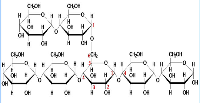 Storage Polysaccharides | Our Biochemistry- Namrata Chhabra